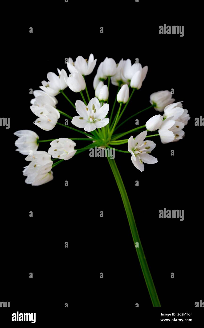 Allium cowanii flower closeup on black background Stock Photo