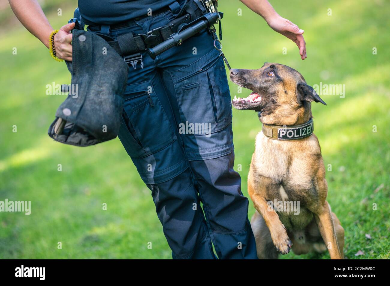 Rastede, Germany. 27th May, 2020. Service dog Simba, a Belgian shepherd dog owned by the state of Lower Saxony, trains with his service dog leader. Credit: Mohssen Assanimoghaddam/dpa/Alamy Live News Stock Photo