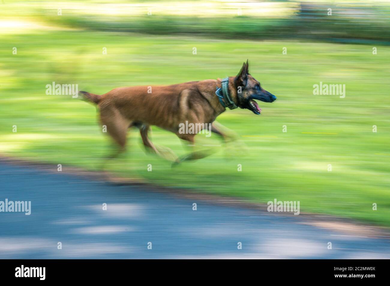 Rastede, Germany. 27th May, 2020. Service dog Surt, a Belgian shepherd dog owned by the state of Lower Saxony, trains with his service dog leader. (drag shot with a longer exposure time) Credit: Mohssen Assanimoghaddam/dpa/Alamy Live News Stock Photo