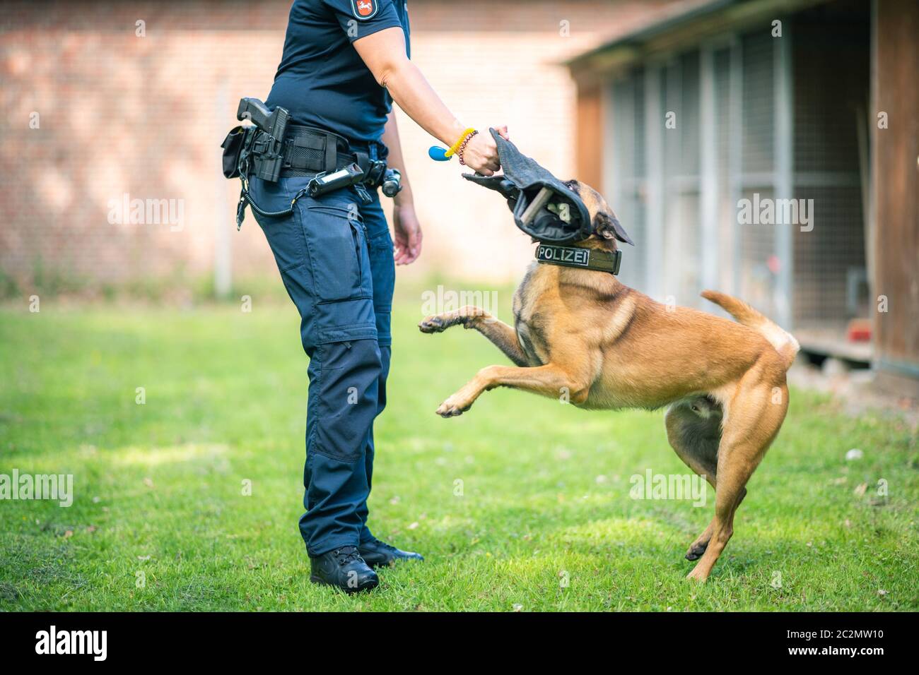 Rastede, Germany. 27th May, 2020. Service dog Simba, a Belgian shepherd dog owned by the state of Lower Saxony, trains with his service dog leader. Credit: Mohssen Assanimoghaddam/dpa/Alamy Live News Stock Photo