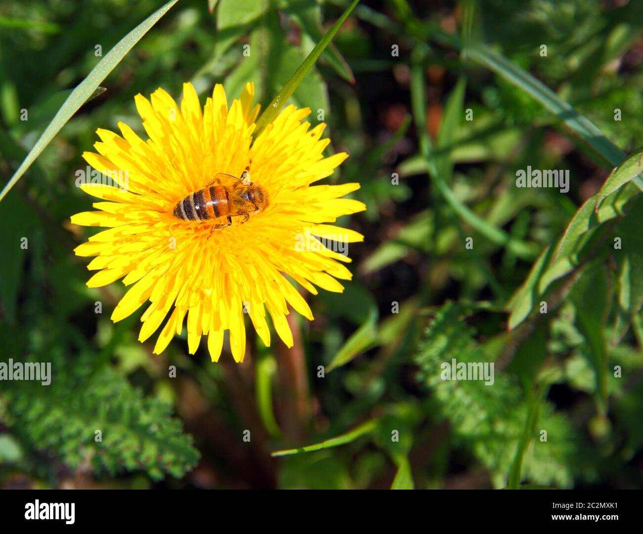 macro bee on yellow dandelion flower Stock Photo