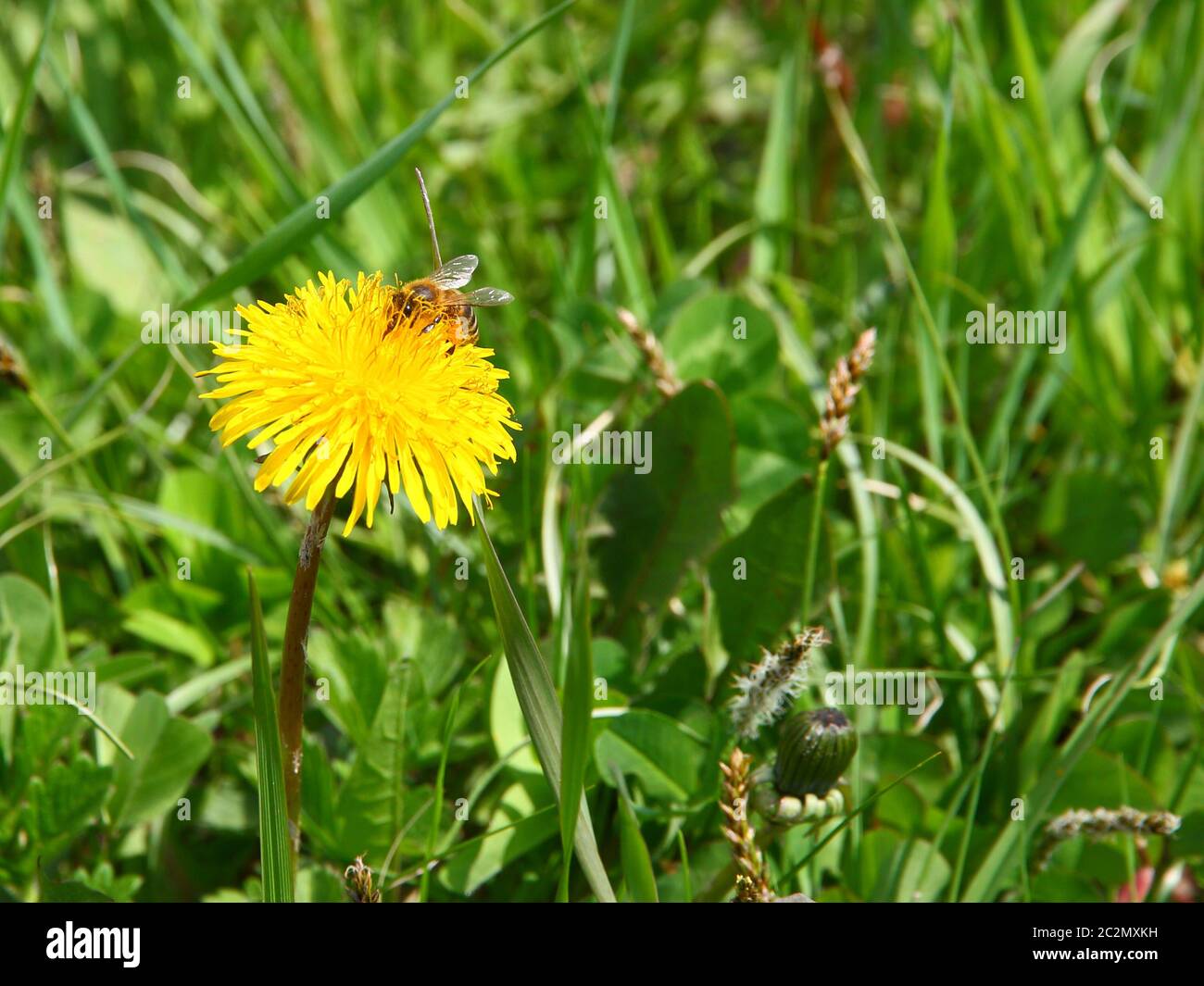 macro bee on yellow dandelion flower Stock Photo