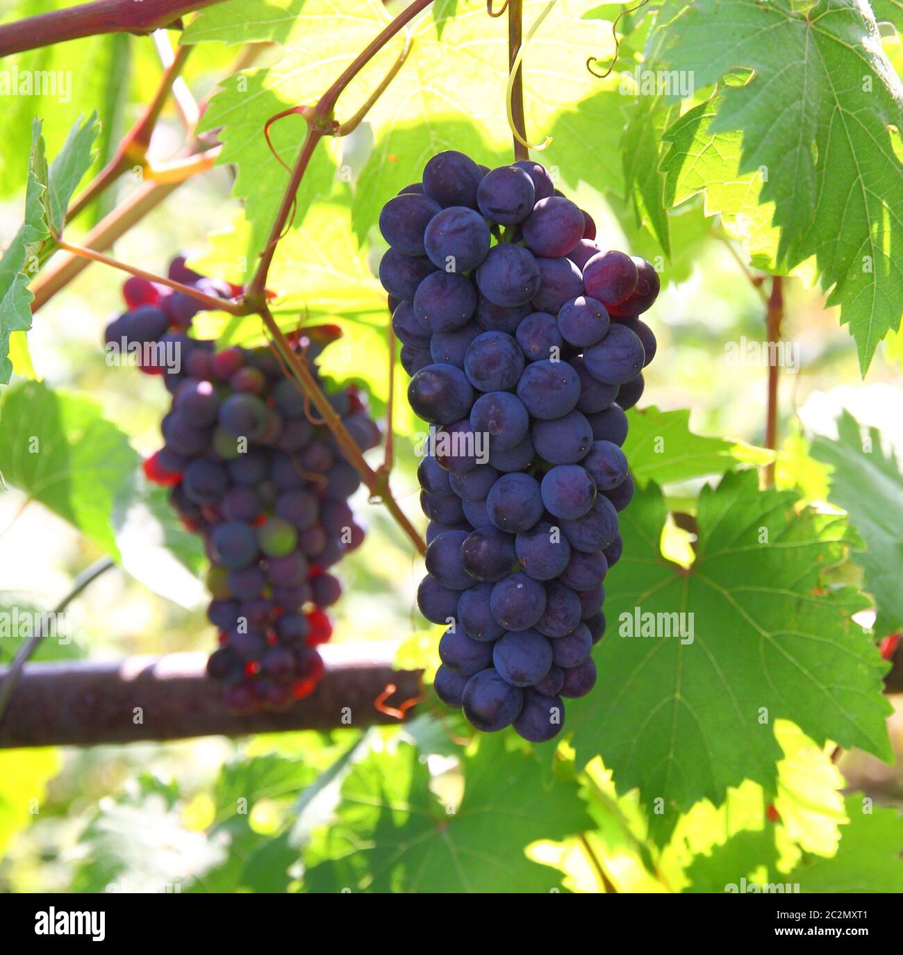 Blue grape cluster with leaves Stock Photo - Alamy
