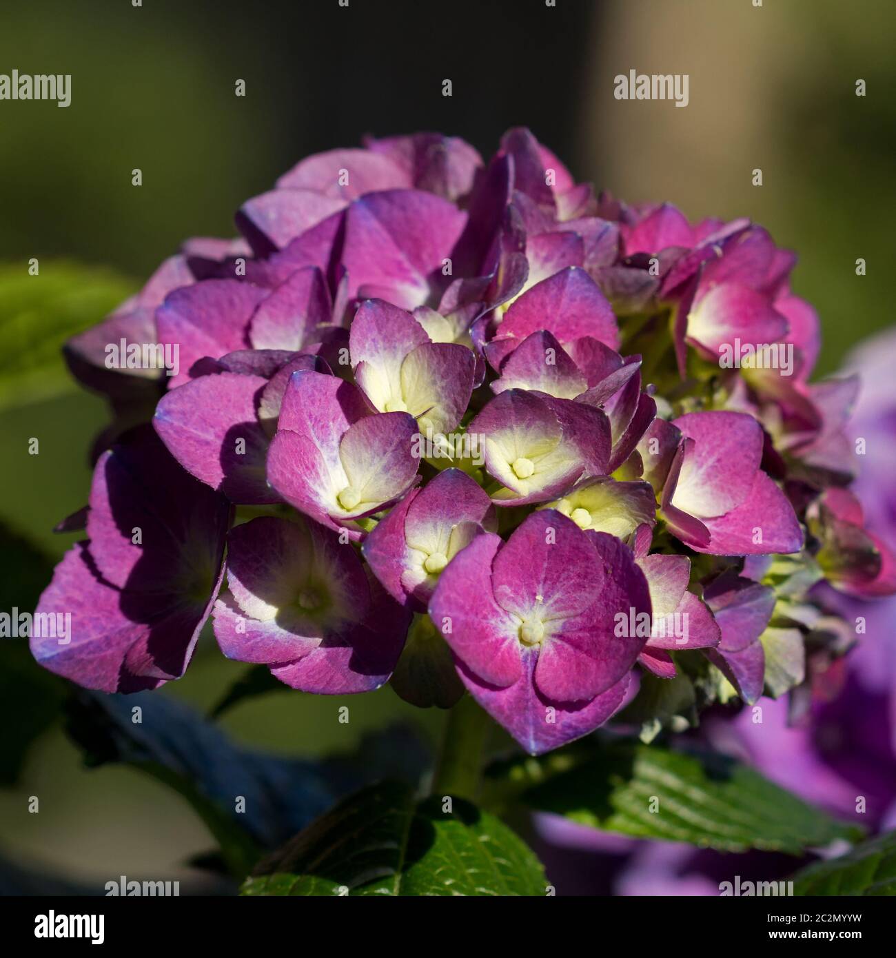 Hydrangeas colour hi-res stock photography and images - Alamy