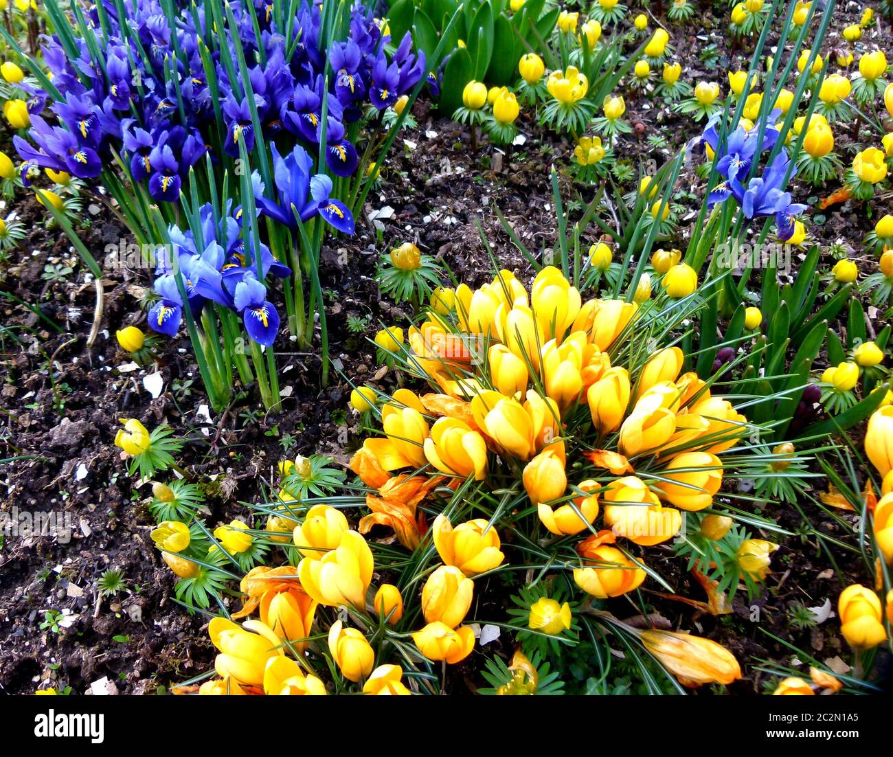 blue dwarf lilies and yellow crocuses in the spring garden Stock Photo
