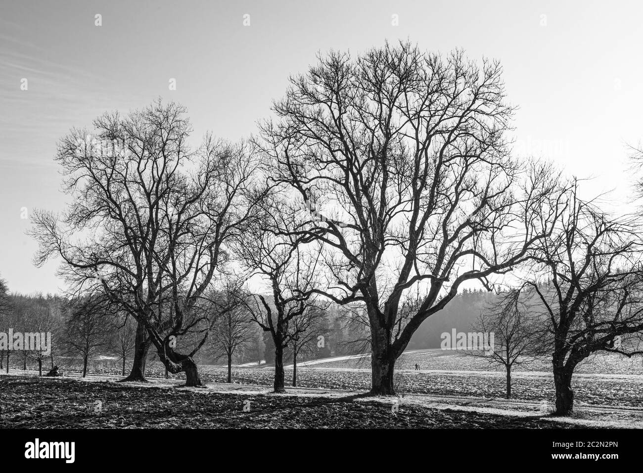 landscape with old oak trees in black and white Stock Photo - Alamy