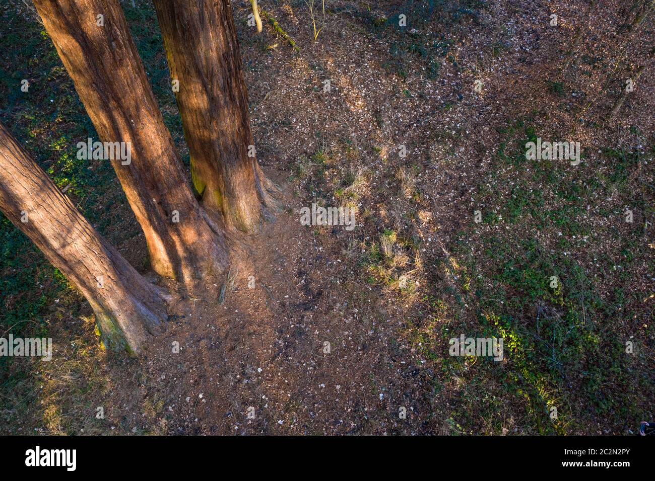 ground of forest with tree stems of redwoodtrees Stock Photo - Alamy