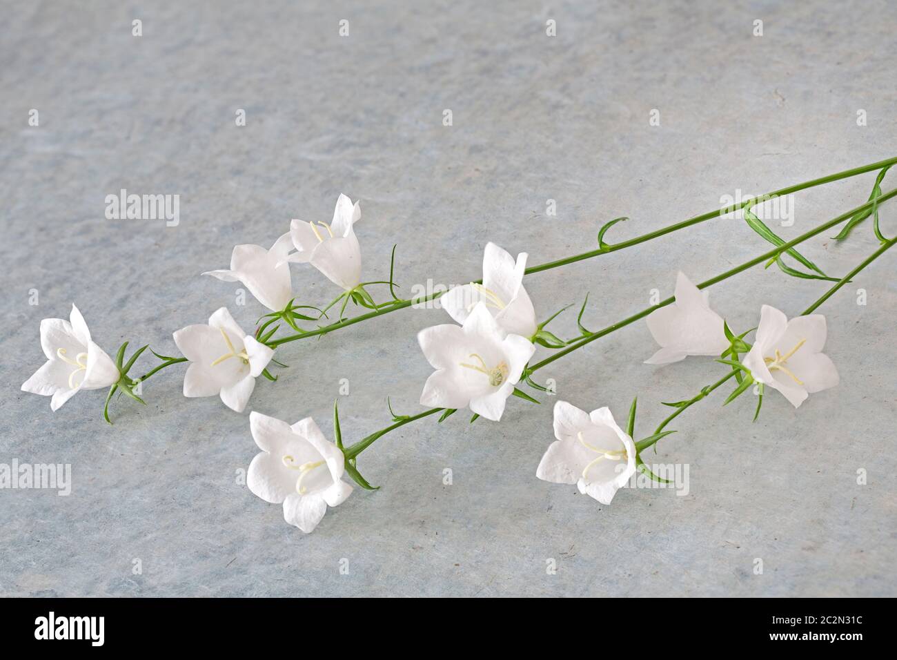 White Campanula flower on grey background Stock Photo