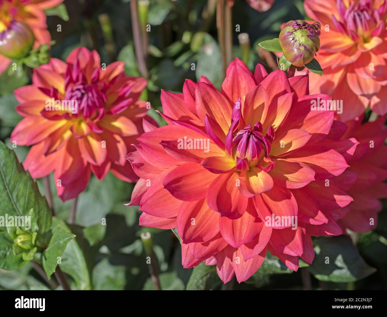 Ornamental dahlias hi-res stock photography and images - Alamy