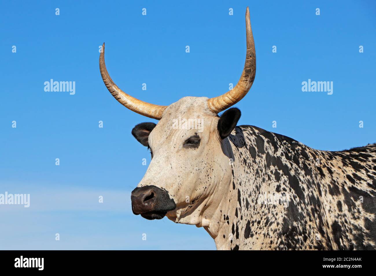 Portrait of a Nguni  cow - indigenous cattle breed of South Africa Stock Photo