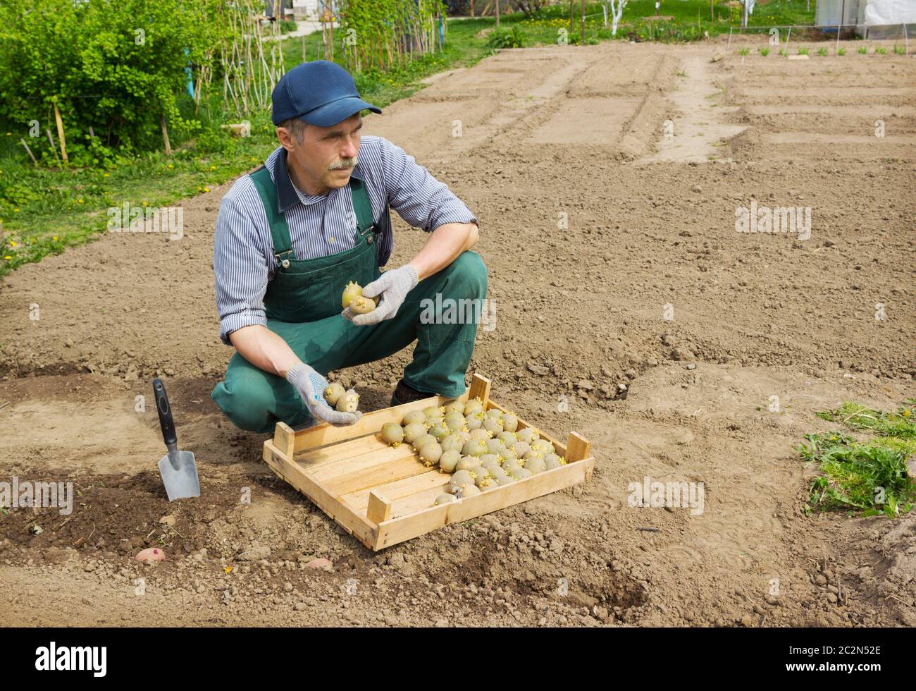 Elderly energetic man  planting potatoes in his garden Stock Photo