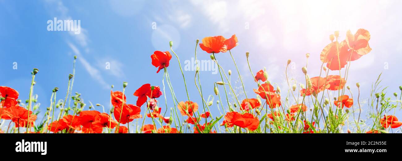 Red poppy flowers on sunny blue sky Stock Photo