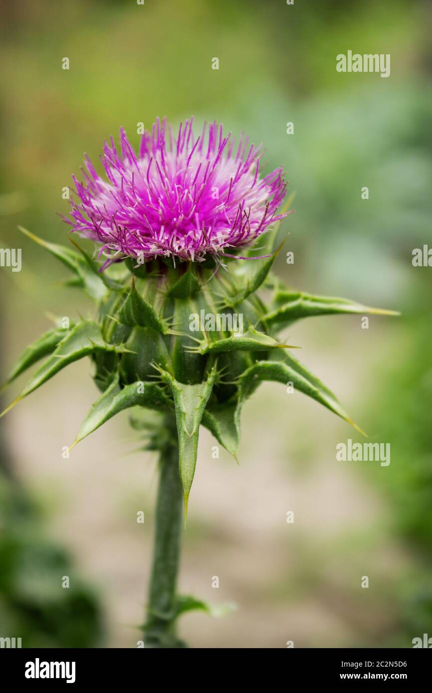 Flower of thorny plant silybum marianum in August Stock Photo