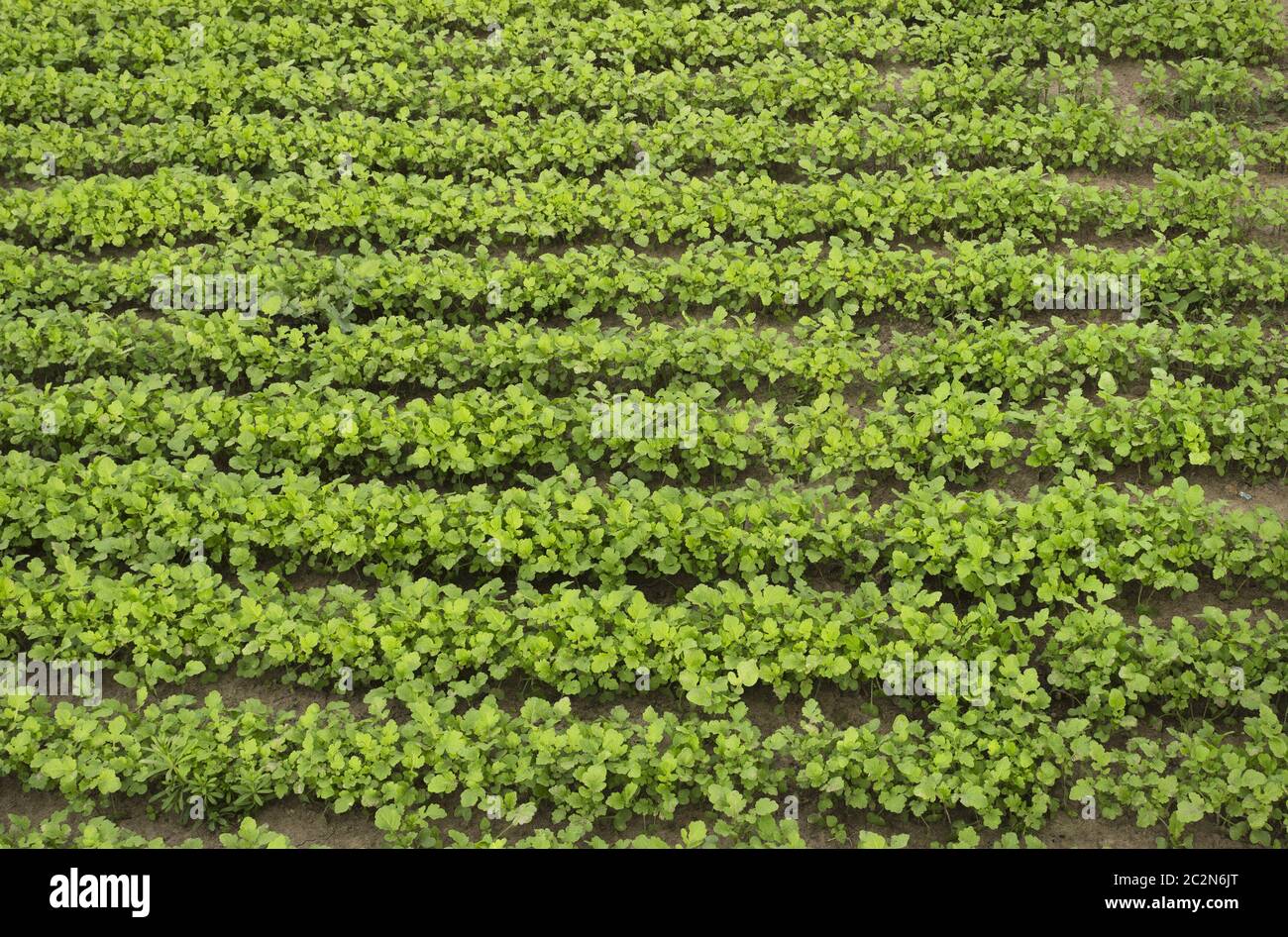 Crops of mustard as a green manure an field Stock Photo Alamy