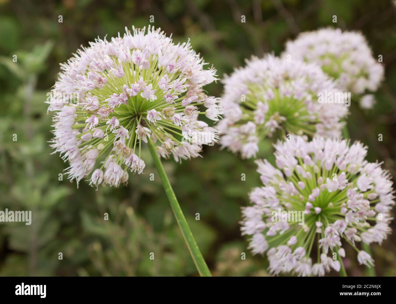 View beautiful of Onion flower stalks. Closeup Stock Photo Alamy
