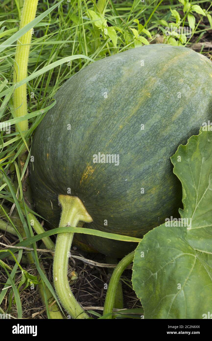 2.50 inch Leech- Green Pumpkin