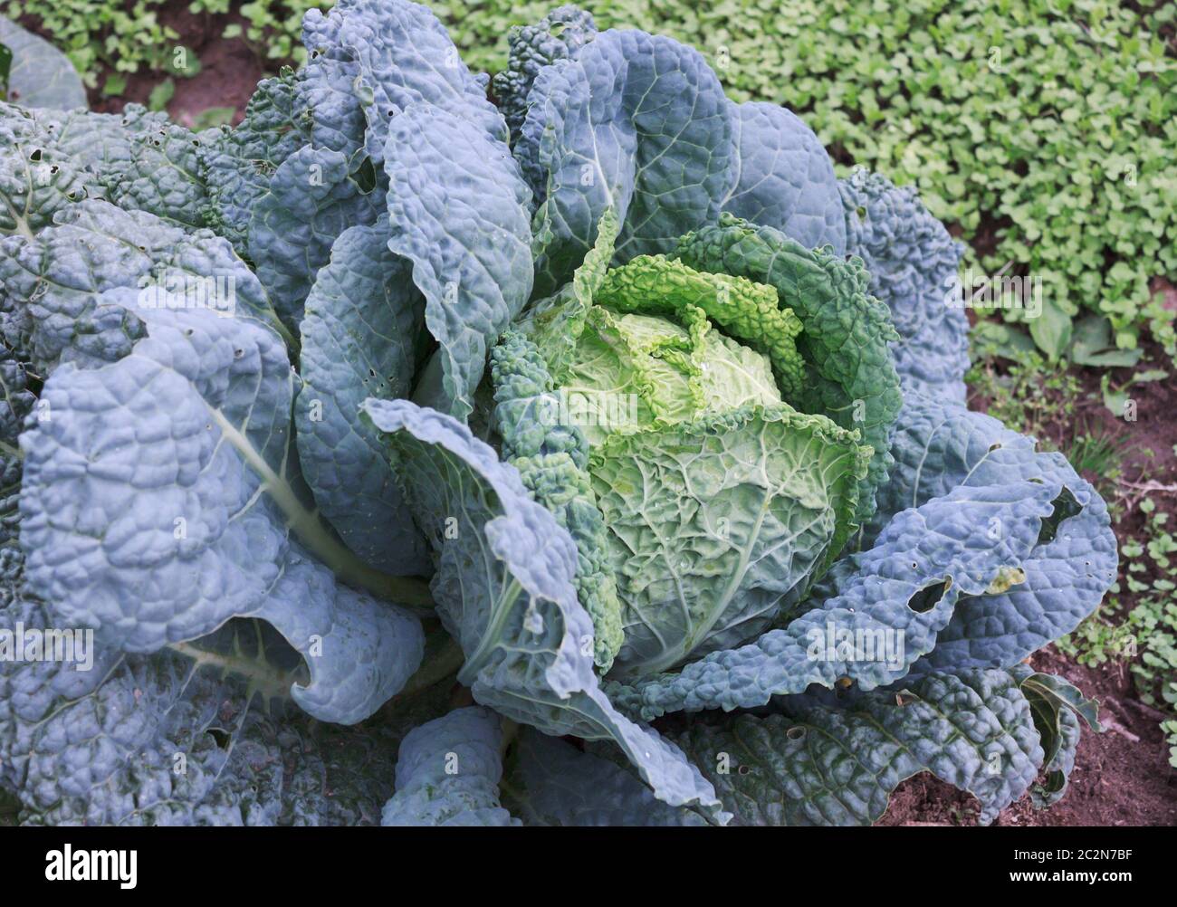 Savoy cabbage growing in vegetable hires stock photography and images Alamy