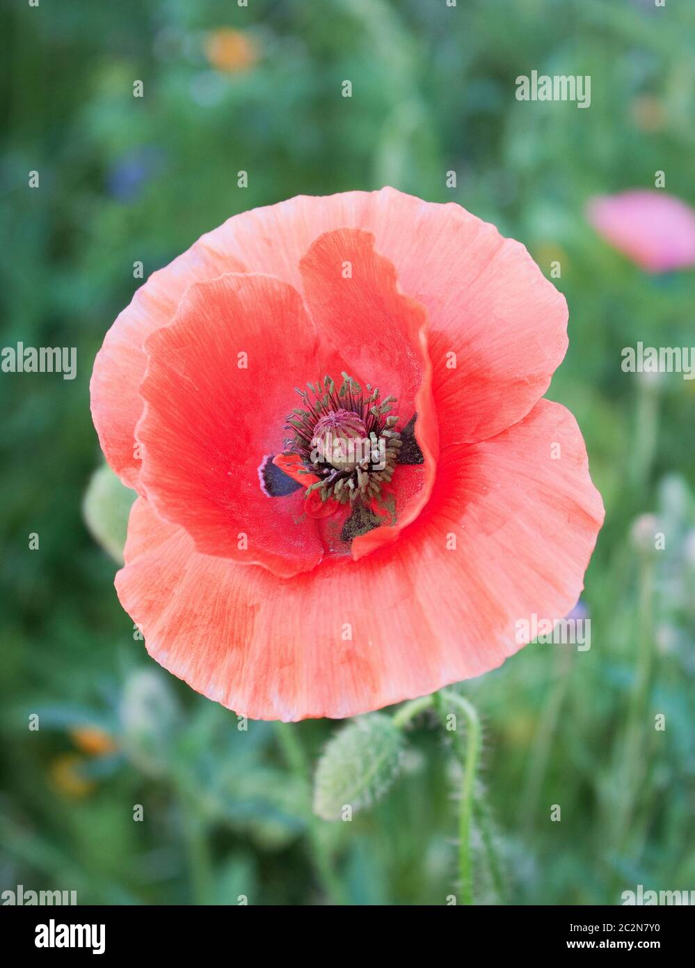 Poppies And Grasses High Resolution Stock Photography and Images - Alamy