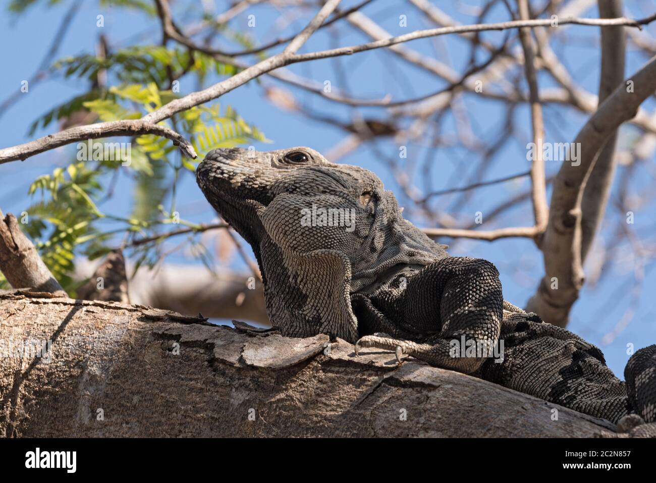 Close up shoot of a Garrobo Iguana on a tree branch near the ruins of Tulum Mexico Stock Photo