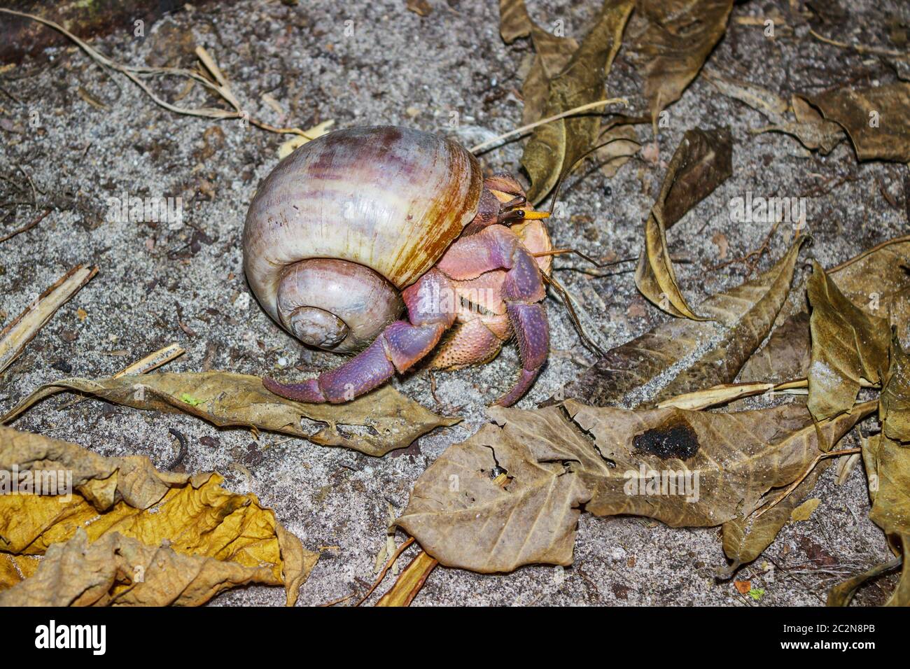 Land Crabs High Resolution Stock Photography and Images - Alamy