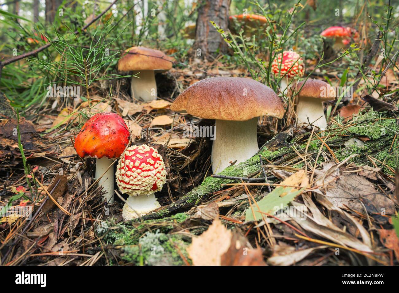 Variety of mushrooms grown up together in the woods Stock Photo