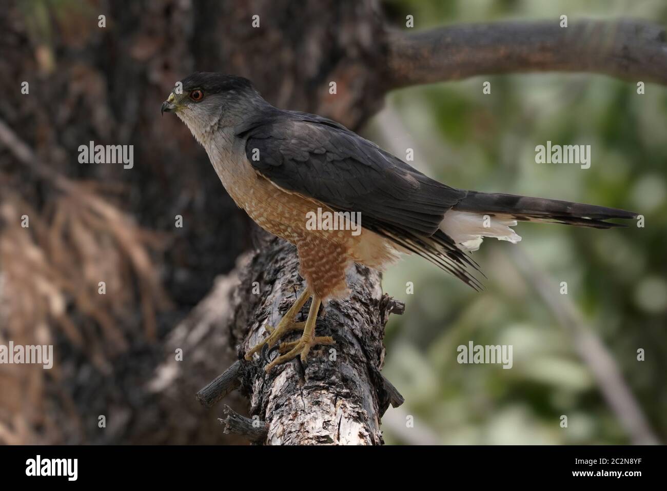 A young peregrine falcon hi-res stock photography and images - Alamy