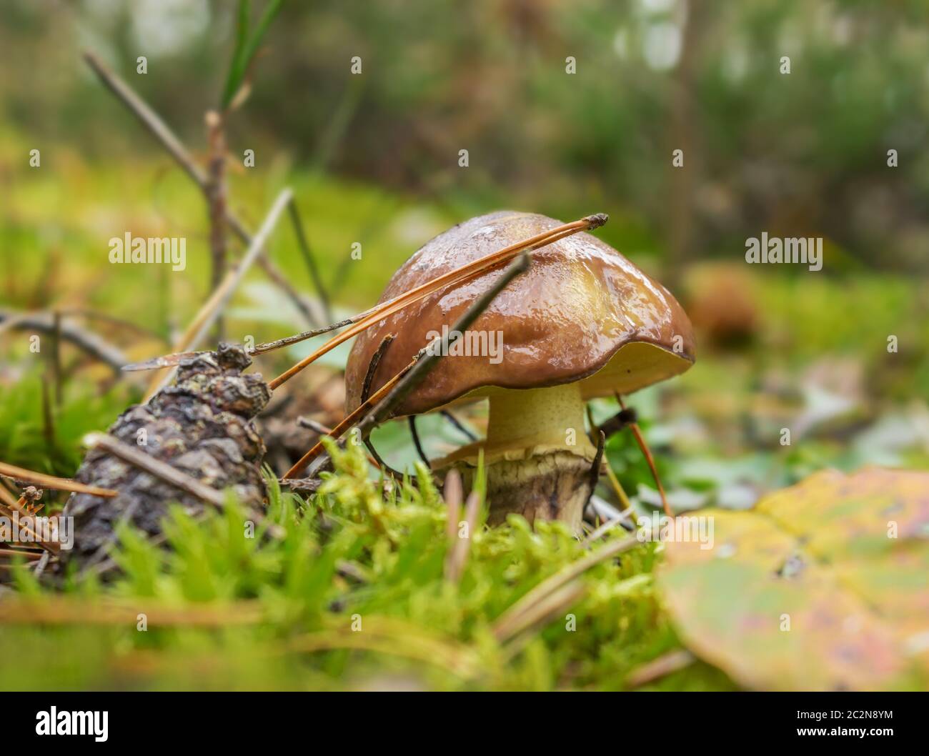 Mushroom greasers (Suillus) on forest clearing Stock Photo