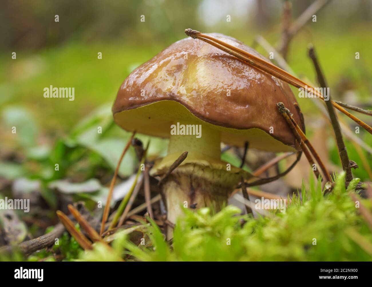 Mushroom greasers (Suillus) among moss Stock Photo