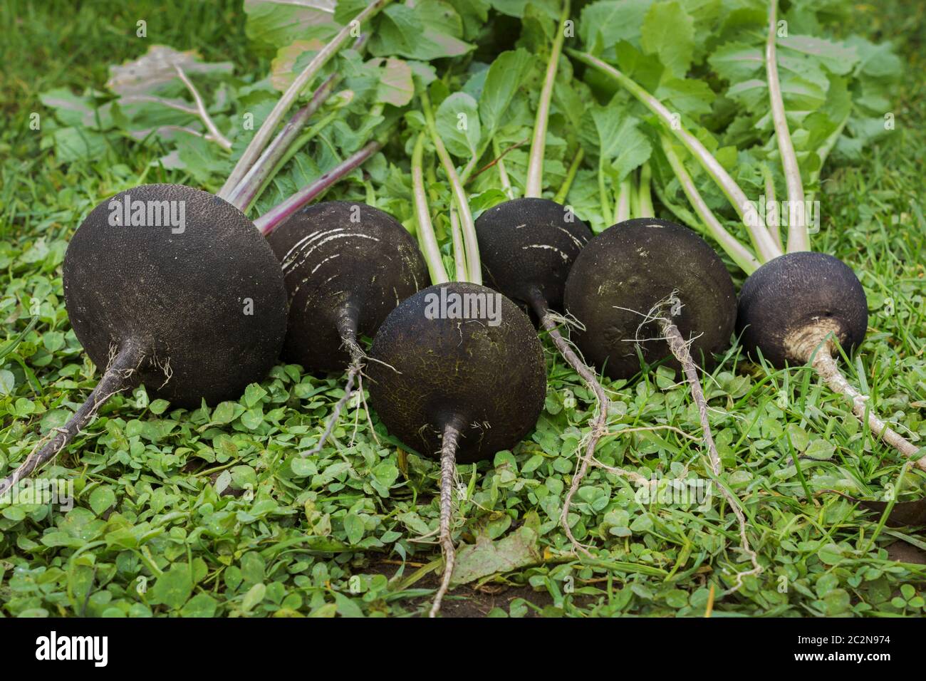 Black radish reaches maturity in October Stock Photo