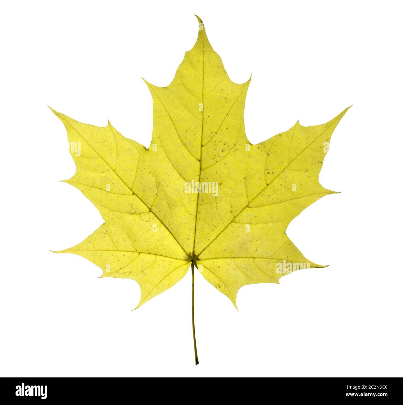 maple leaf isolated on white background Stock Photo - Alamy