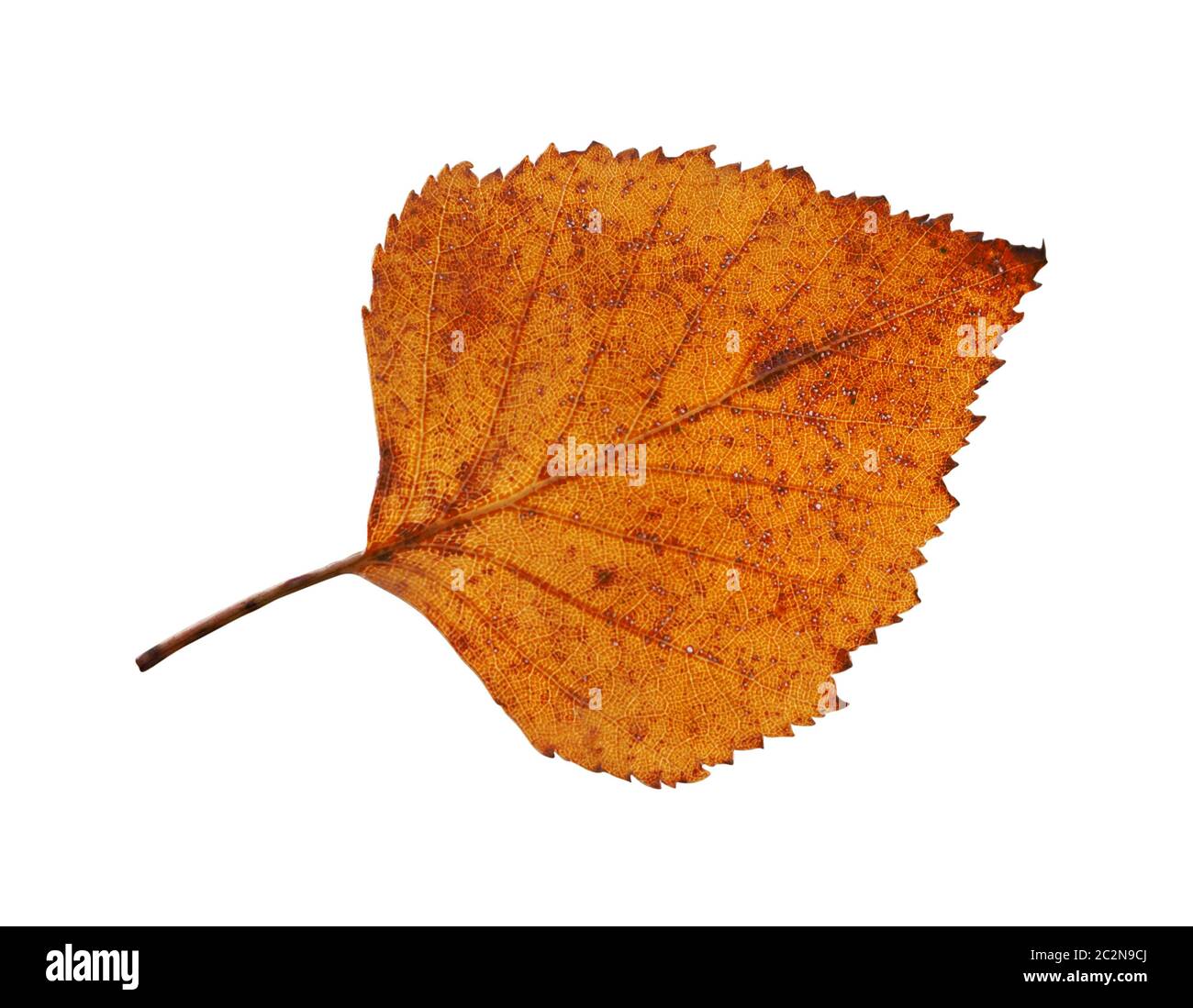 birch leaf isolated on white background Stock Photo - Alamy