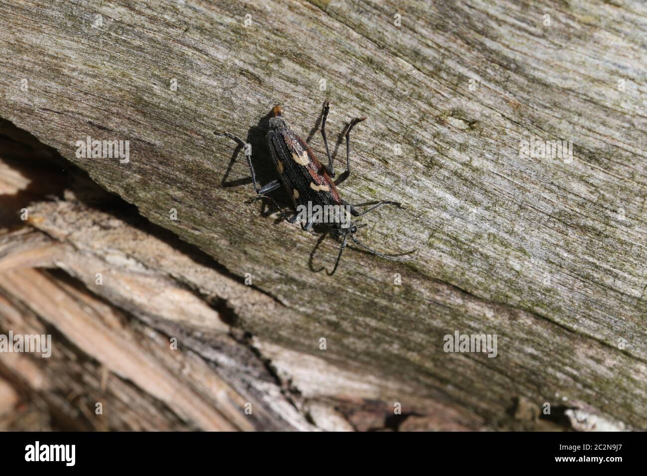 A specimen of Rhagium bifasciatum (Two-banded Longhorn Beetle), exploring the main trunk of a fallen Pine tree (Pinus sp.) Stock Photo
