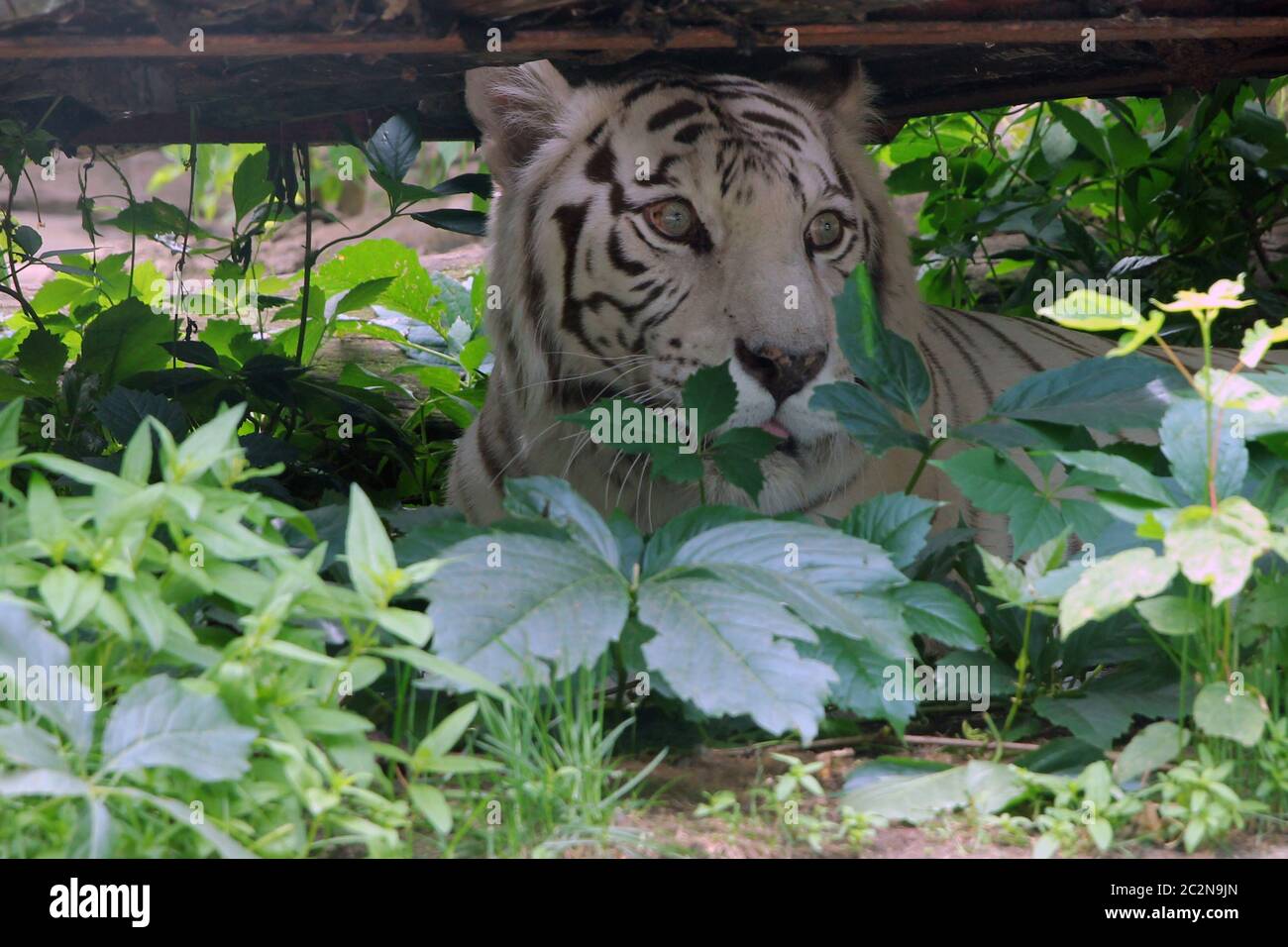 White tiger in the grass stalking prey. Stock Photo