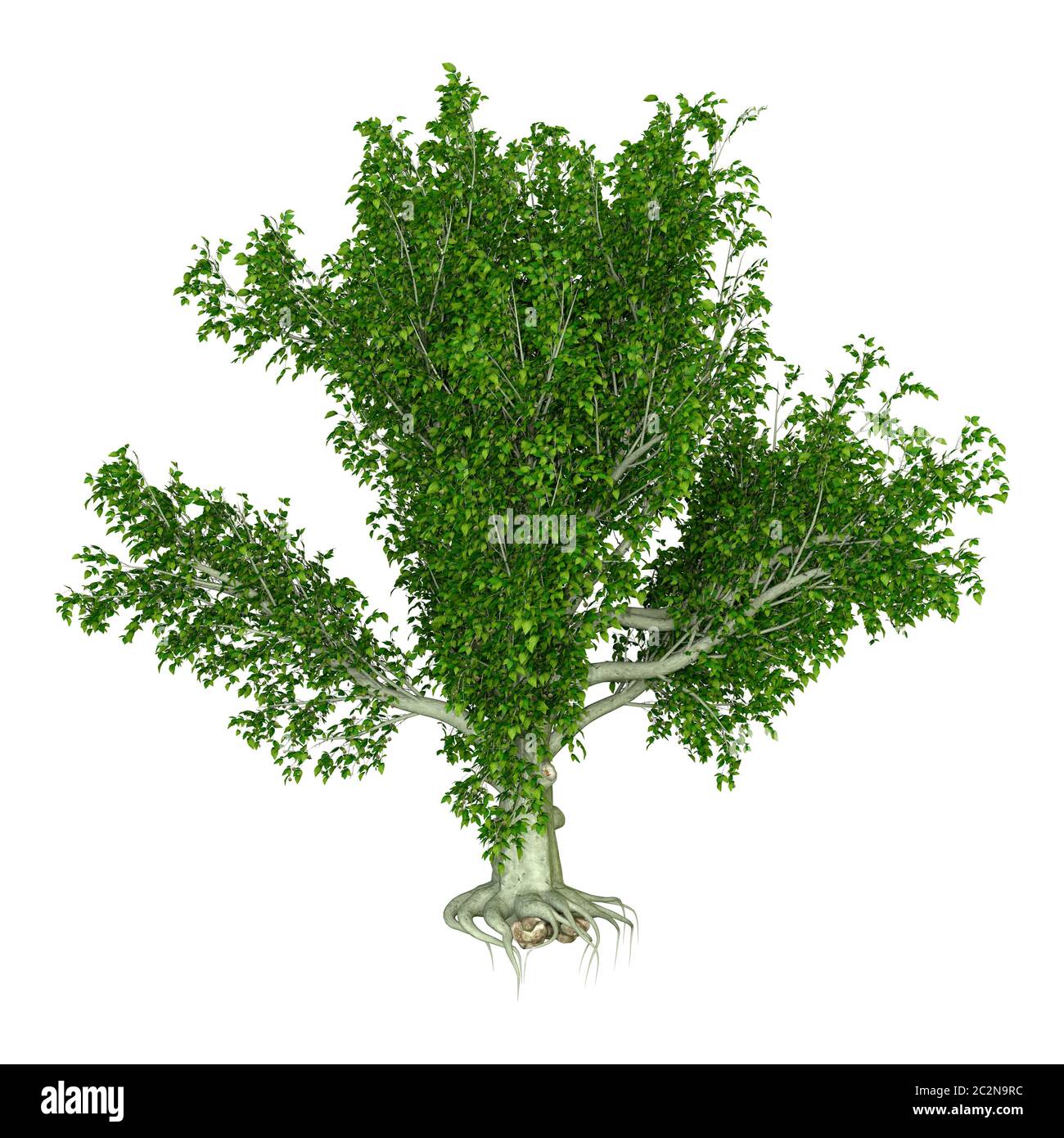 3D rendering of a green beech tree isolated on white background Stock ...