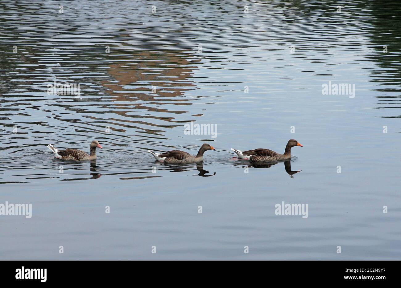 Three beautiful ducks swimming on the lake. Stock Photo