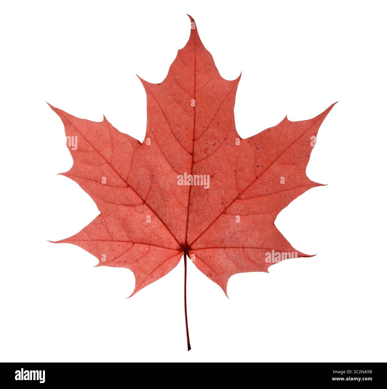 maple leaf isolated on white background Stock Photo - Alamy