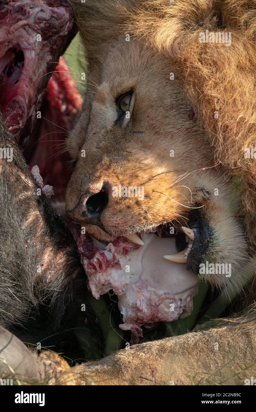 Close-up of male lion feeding on buffalo Stock Photo
