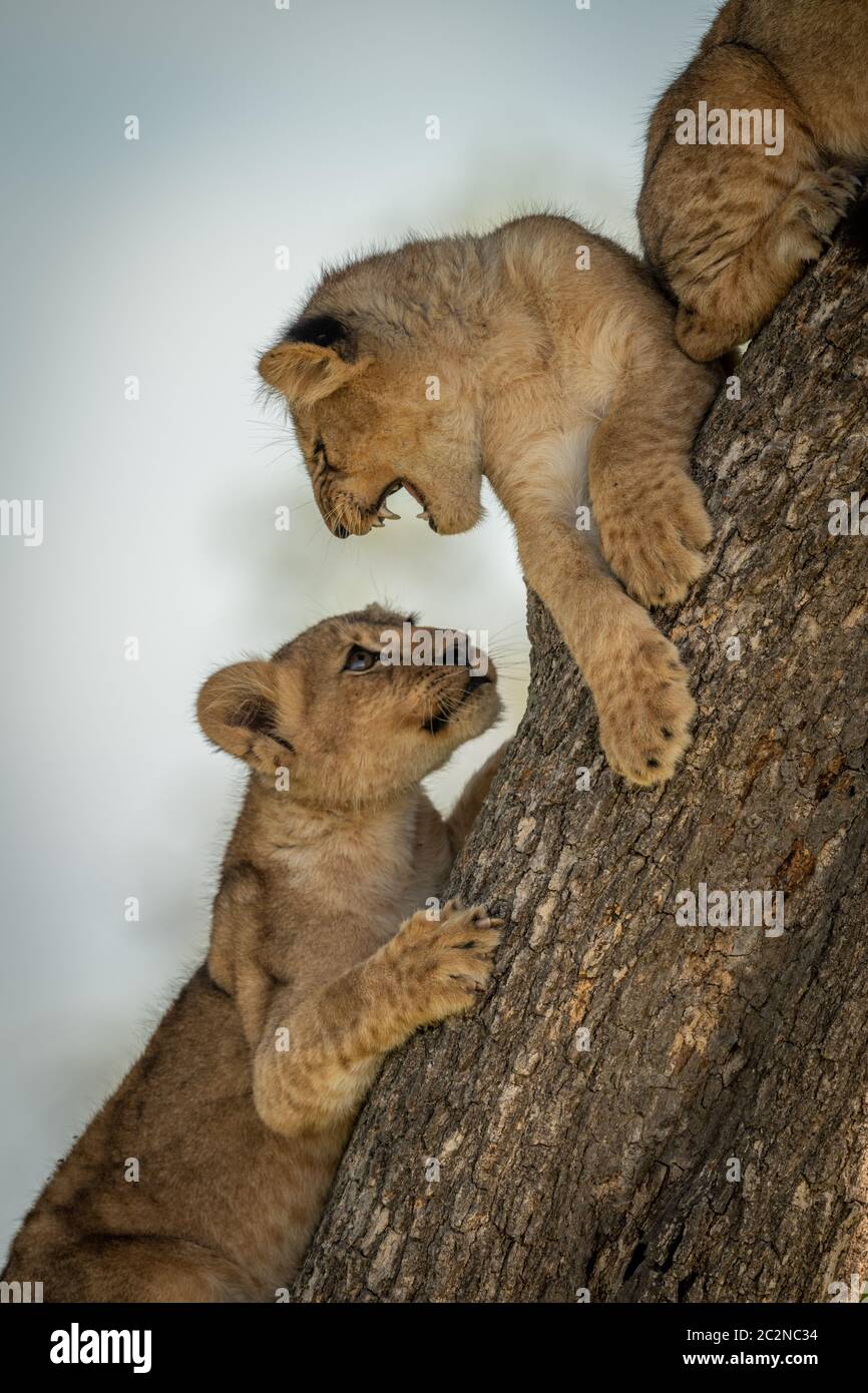 Close-up of three lion cubs in tree Stock Photo