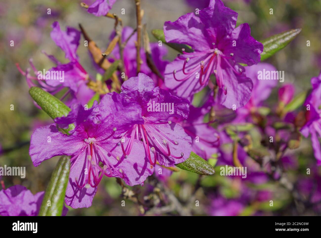 Flower Ledum palustre Rhododendron tomentosum plant close up Stock Photo