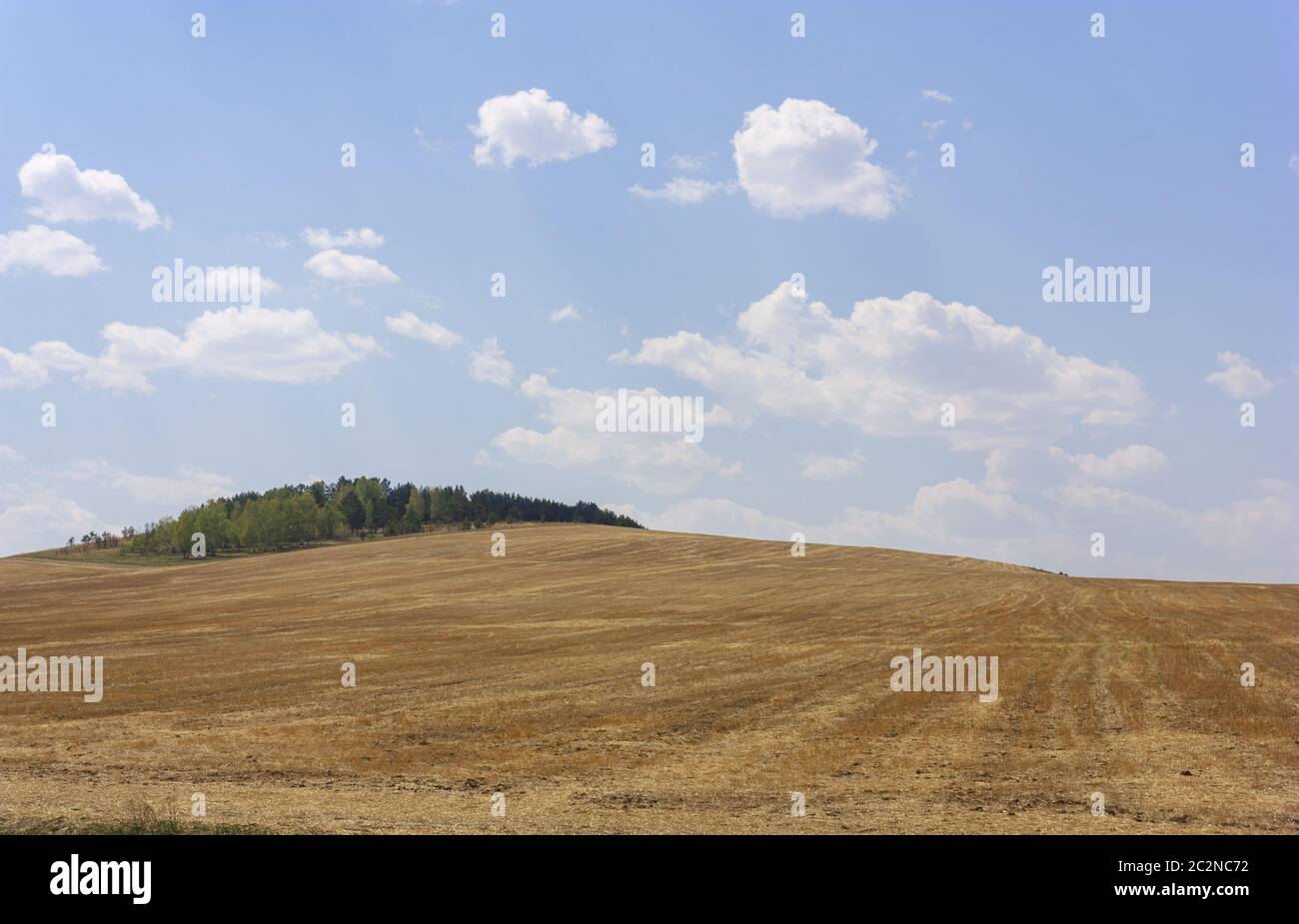 Rolling Farm Hills of Wheat Crop Fields on Sunny Summer Day Stock Photo ...