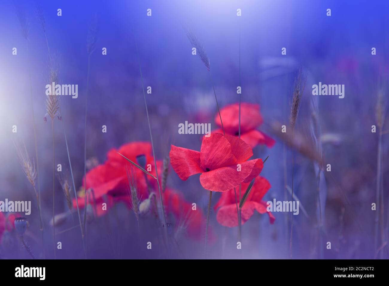 Vintage poppy wallpaper hi-res stock photography and images - Alamy
