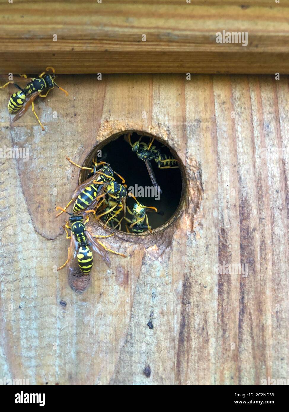 Many wasps have adopted a birdhouse as their home Stock Photo Alamy