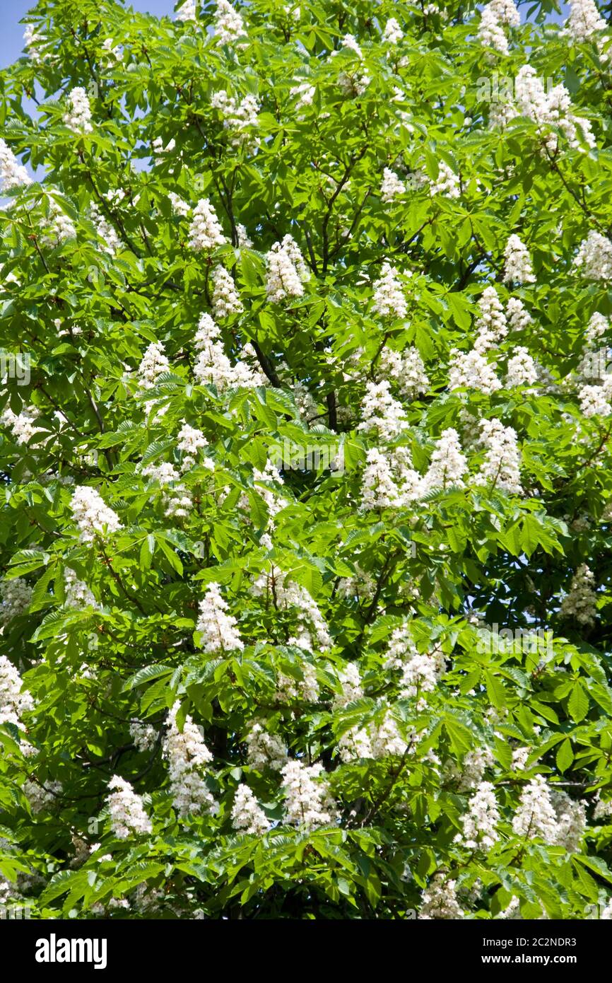 Chestnut tree in italy hi-res stock photography and images - Alamy