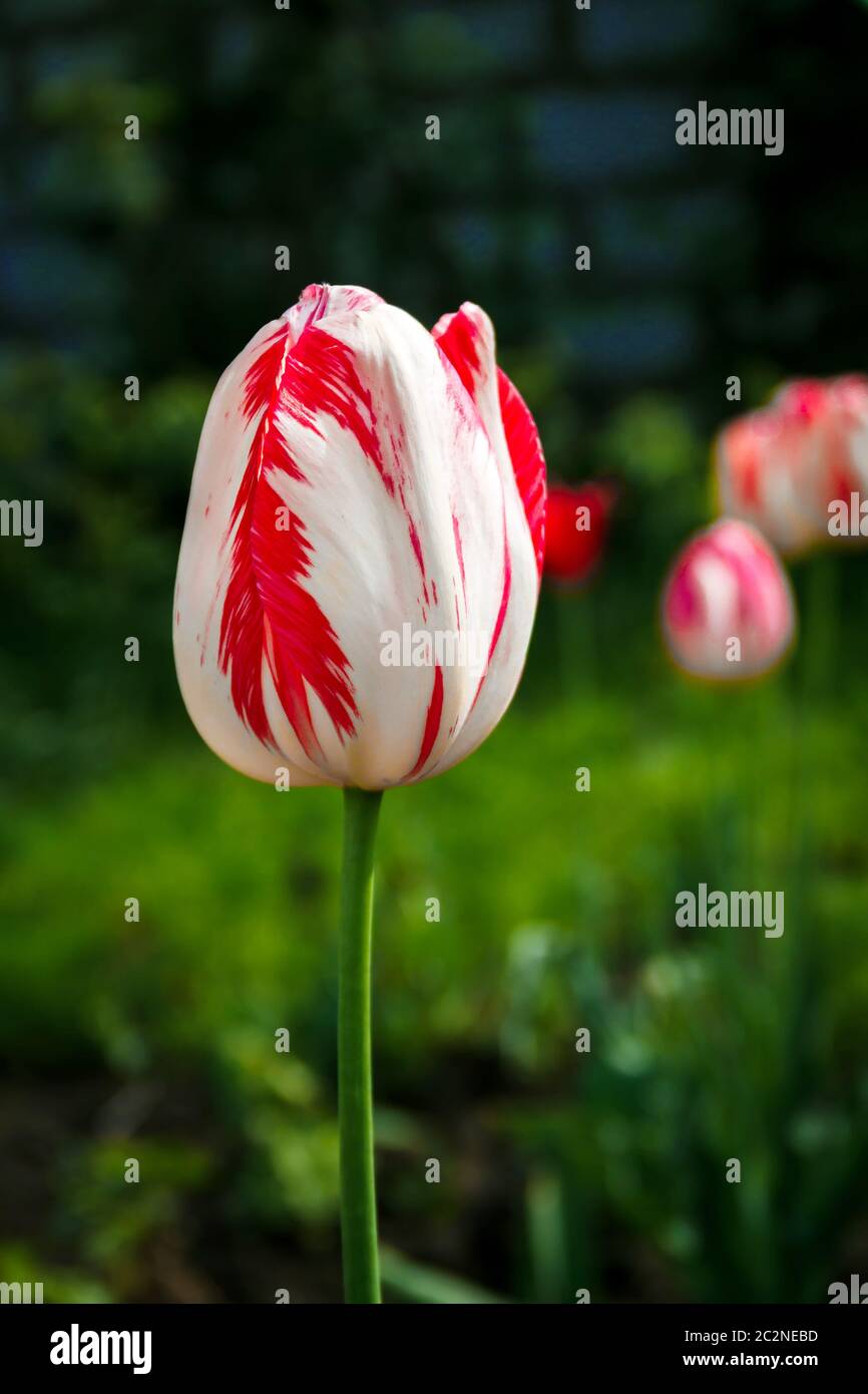 One motley tulip Stock Photo