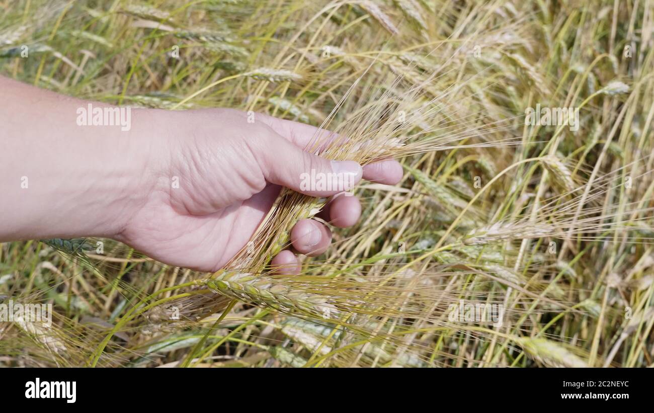 Farmer in field touching wheat hi-res stock photography and images - Alamy