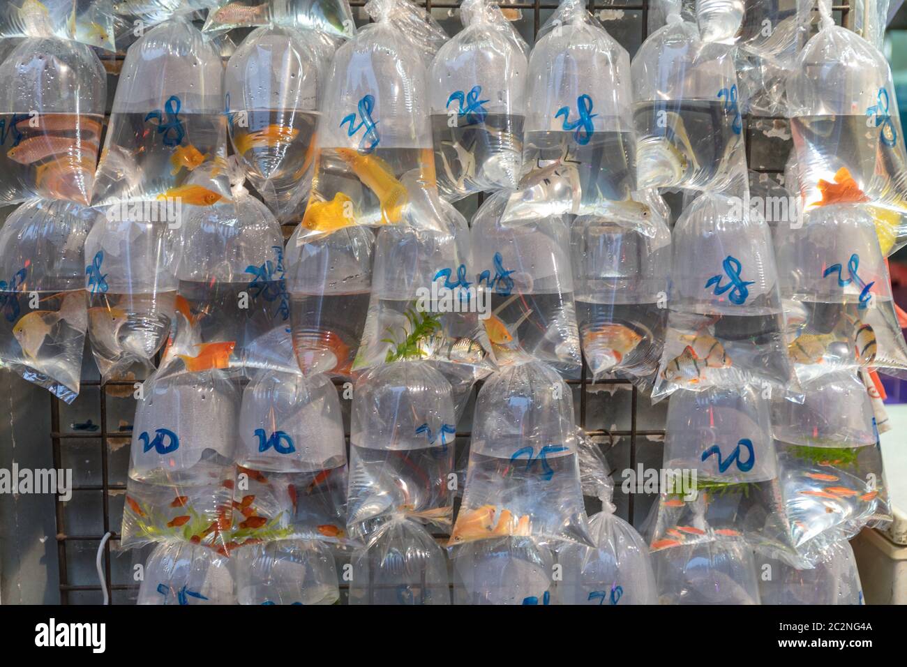 Pet shop in hong kong hires stock photography and images Alamy