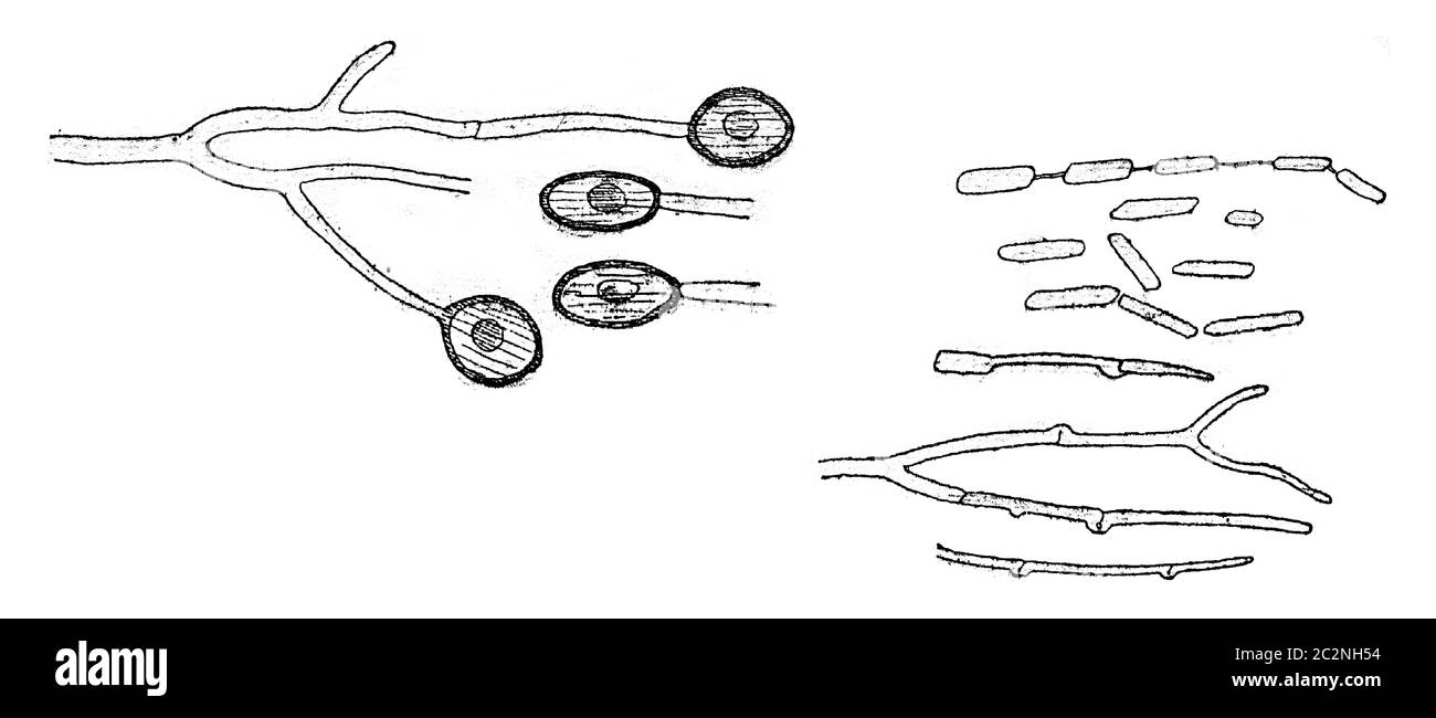 Conidia form, Chlamydospores and germination, vintage engraved illustration. Stock Photo