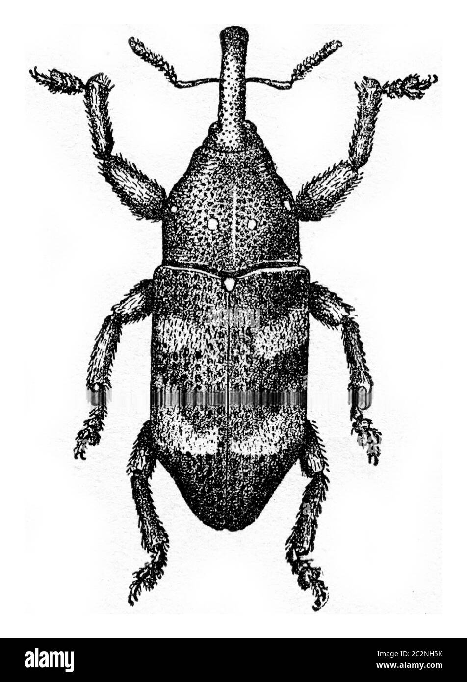 Pissodes harcyniae, vintage engraved illustration. Stock Photo