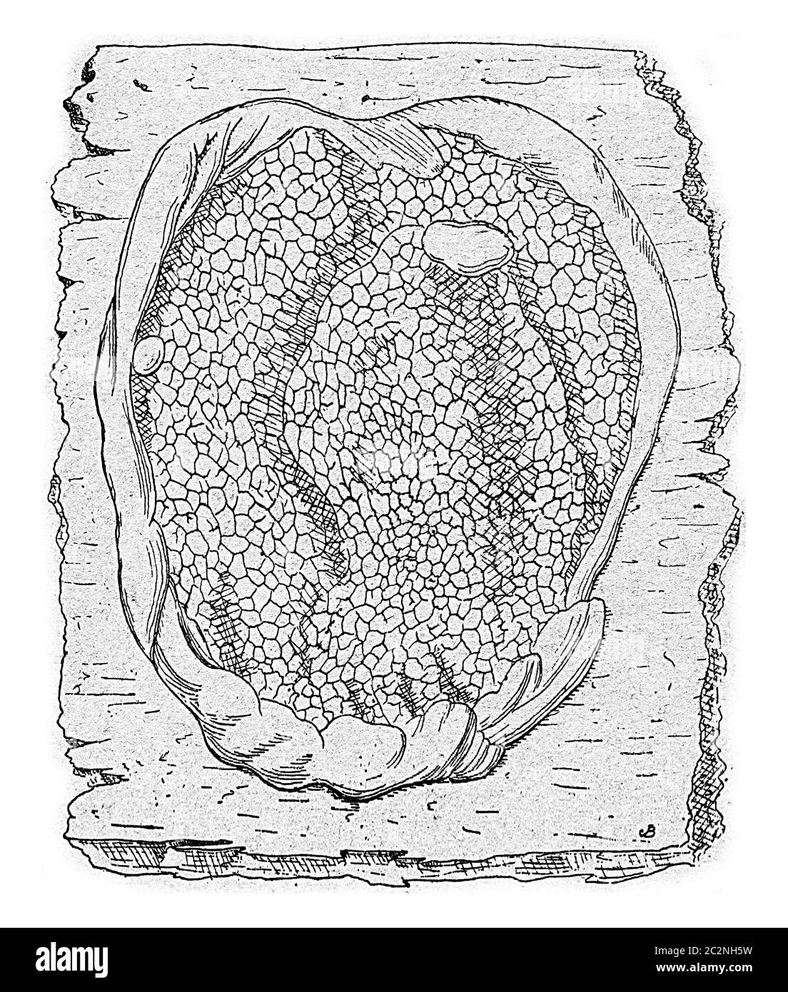Unit of fruiting lacrymans Merulius, vintage engraved illustration. Stock Photo