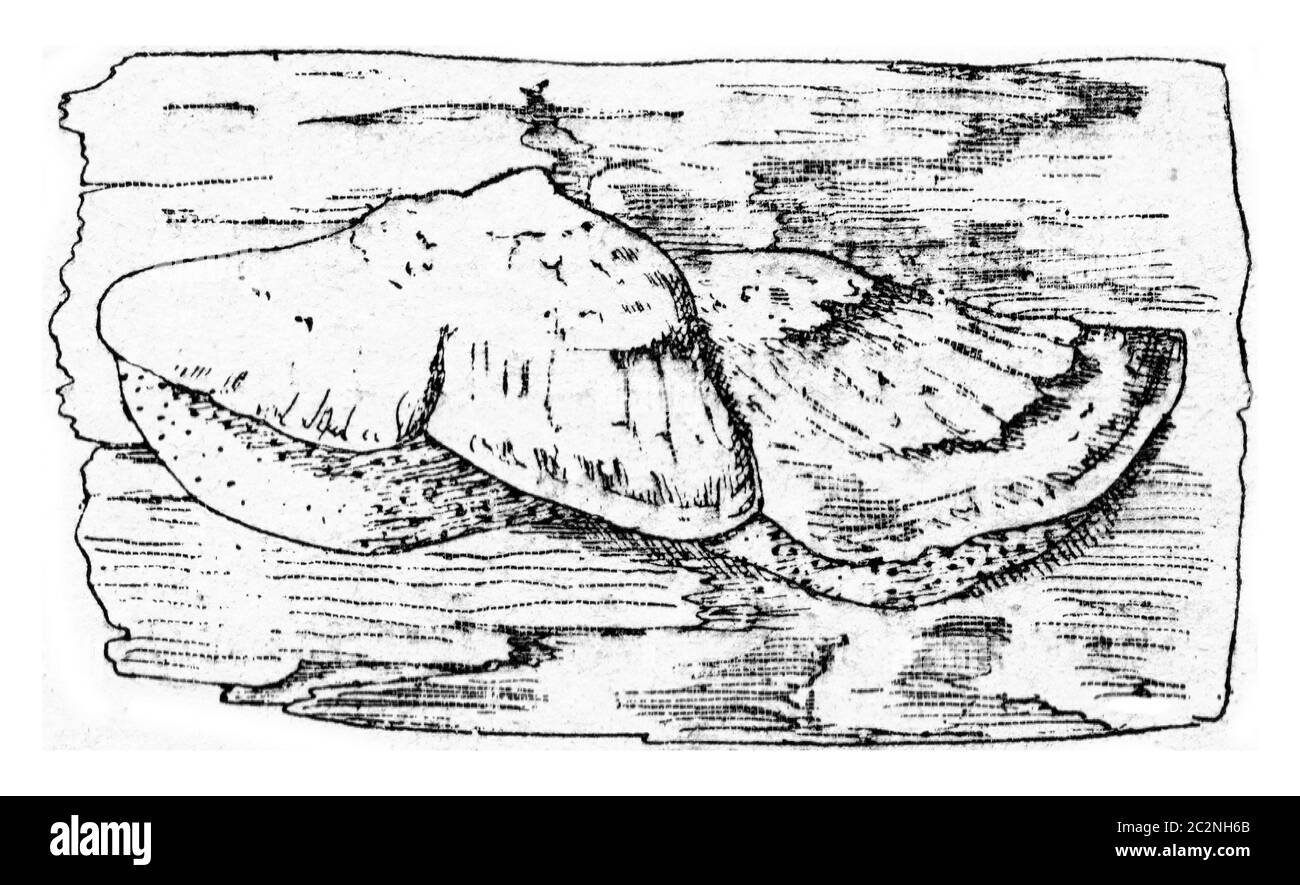 Unit of fruiting Polyporus borealis, vintage engraved illustration. Stock Photo